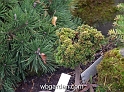 wbgarden dwarf conifers 12